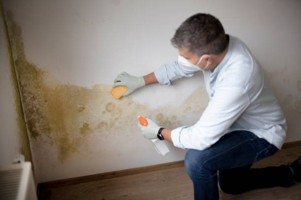 Best Emergency Mold Remediation  in USA